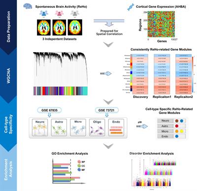 Cell-Type-Specific Gene Modules Related to the Regional Homogeneity of Spontaneous Brain Activity and Their Associations With Common Brain Disorders